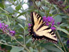 Click on picture for larger photo.