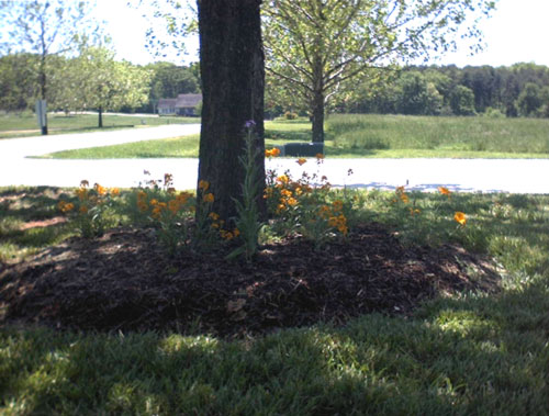 Wild flowers in tree ring, April 2000